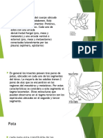 Torax Regiones y Estructura