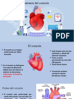 Anatomia Del Corazon Expo