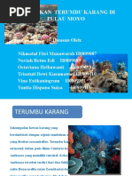 Download Kerusakan Terumbu Karang Di Pulau Moyo Ppt by Yunita Hispana Suiza SN56208641 doc pdf