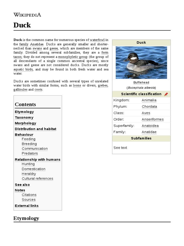 Duck | PDF | Duck | Ornithology