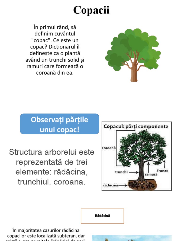 Ce Sunt Copacii | PDF