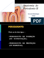 Anatomia P.sustentação