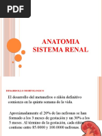 Download Anatomia de Las Vias Urinarias by lala9197 SN56226868 doc pdf