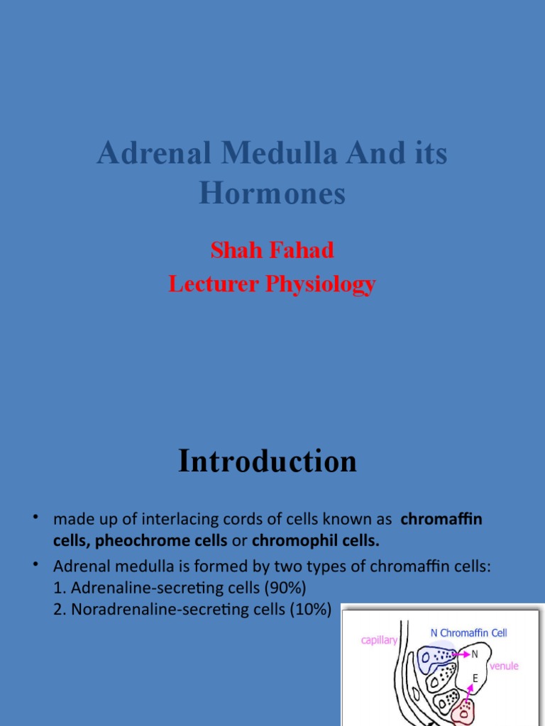 Adrenal Medulla and Its Hormones PDF Norepinephrine Adrenal Gland