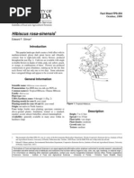Download Hibiscus rosa-sinensis by Ebbli SN56227984 doc pdf