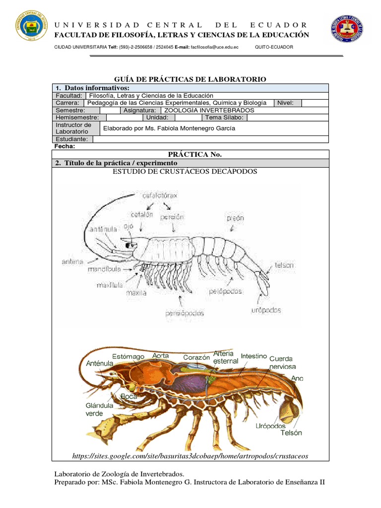 Anatomía y Clasificación de Ascidiacea | PDF | Anatomía | Organismos, image size:768x1024