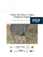 Pecari Del Chaco o Tagua