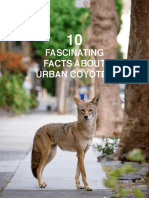 10 Fascinating Facts About Urban Coyotes