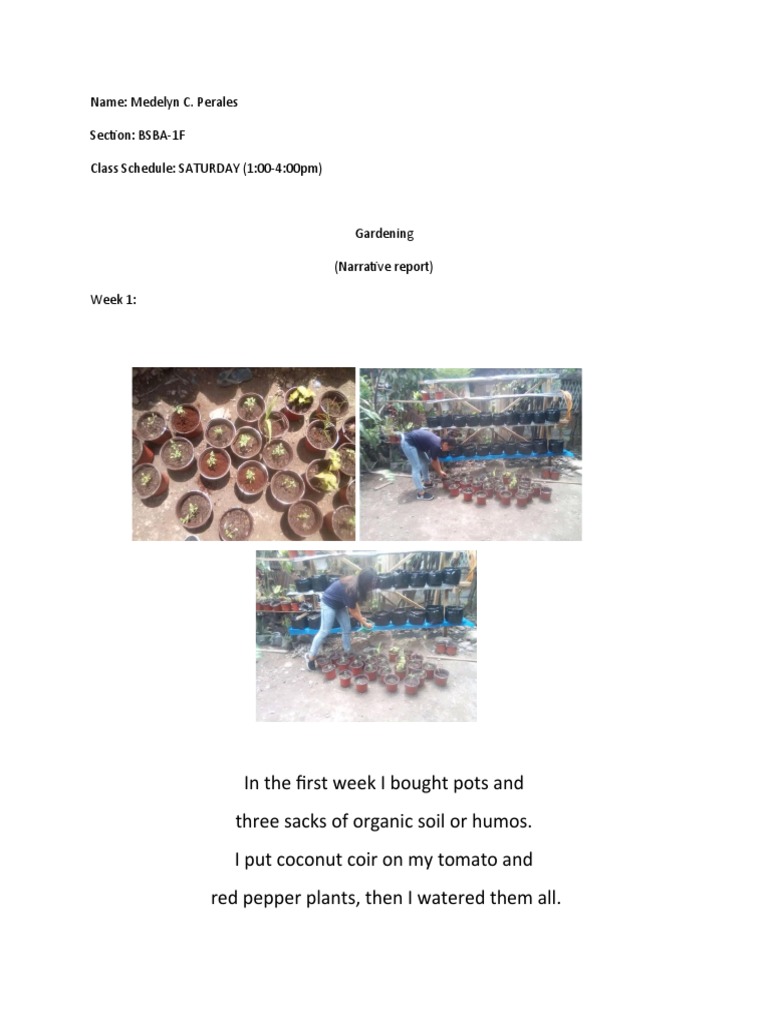NSTP Narrative Report (Gardening) PDF Vegetables Environmental