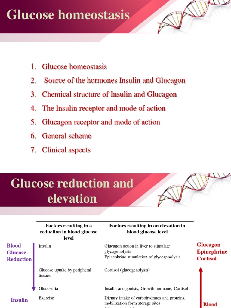 Glucose Regulation & Diabetes | PDF | Insulin | Pancreas