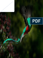 quetzal-actividades-en-la-naturaleza-en-costa-rica-scaled