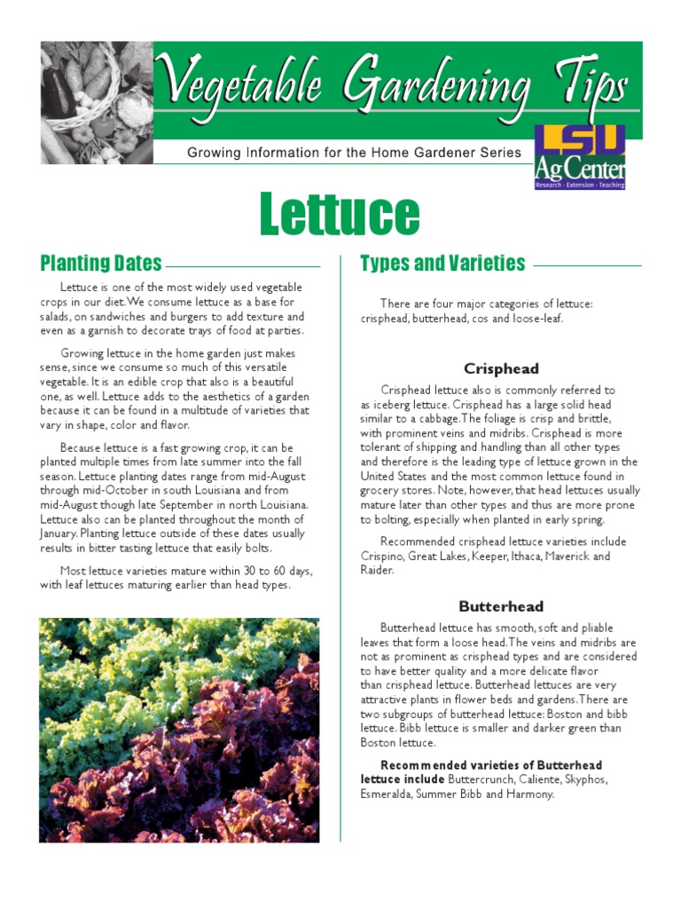 Lettuce Planting Dates Types and Varieties PDF Lettuce Fertilizer