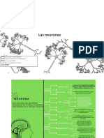 Las neuronas: estructura y funciones