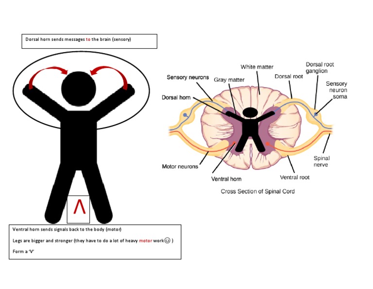 Dorsal and Ventral Horns PDF