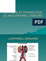 Anatomie Et Physiologie Du Bas Appareil Urinaire