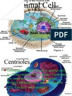 Animall Cell Power Point 090223150816 Phpapp02