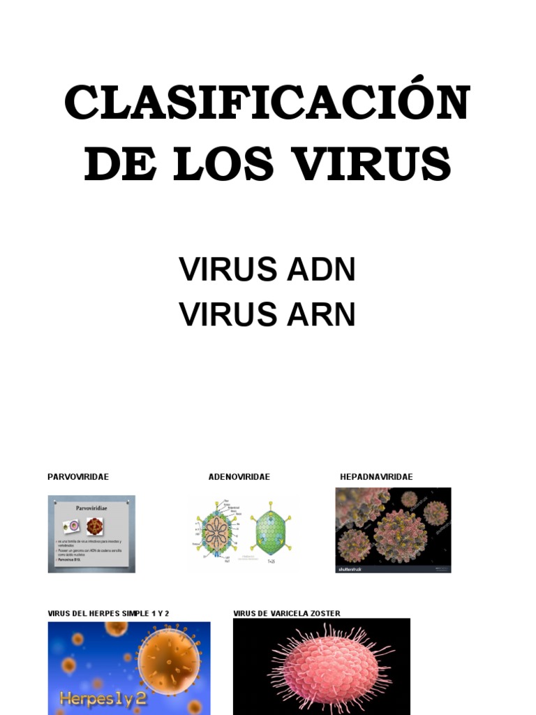 Clasificación de Los Virus | PDF