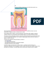 Ce Este Un Canal Radicular?: Abces Dentar Carii