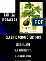 Familia Moraceae