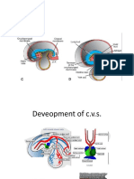 Cardiovascular System