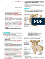 Estructuras del tronco encefálico y médula espinal
