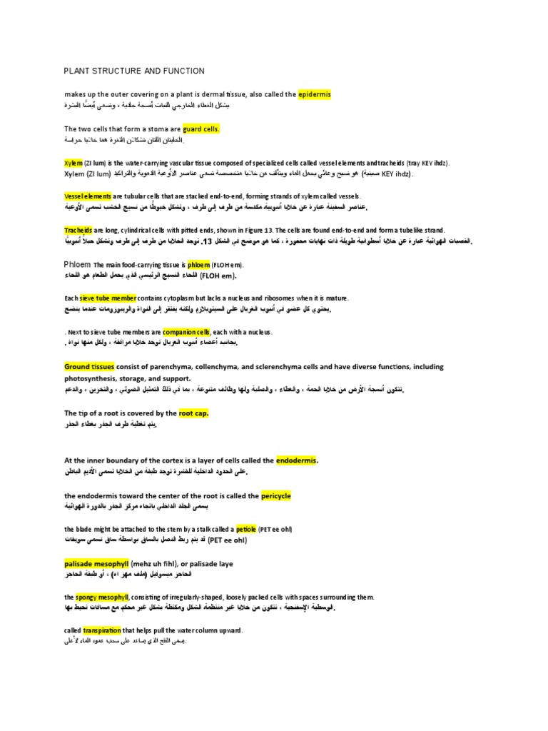 Plant Structure and Function PDF Tissue (Biology) Botany