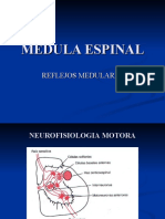 Clase 2.medula Espinal