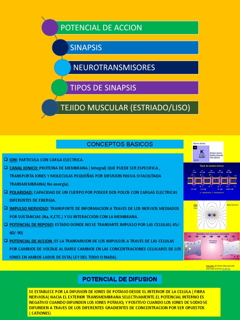 Potencial de Acción y Sinapsis Neuronal | PDF | Sinapsis | Mielina