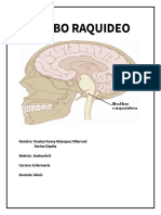 Bulbo Raquídeo Anatomia 2
