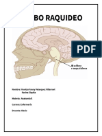 Bulbo raquídeo: estructura, funciones y problemas