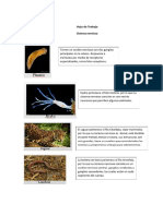 Hoja de Trabajo Sistema Nervioso
