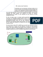 El Ciclo de Calvin