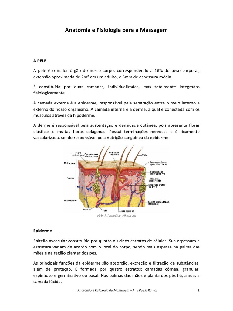 Anatomia e Fisiologia da Pele na Massagem | PDF | Ventrículo (coração ...