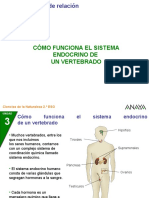 Sistema endocrino vertebrados