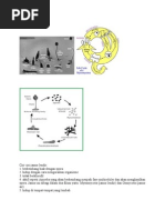 Gambar Jamur LENDIR