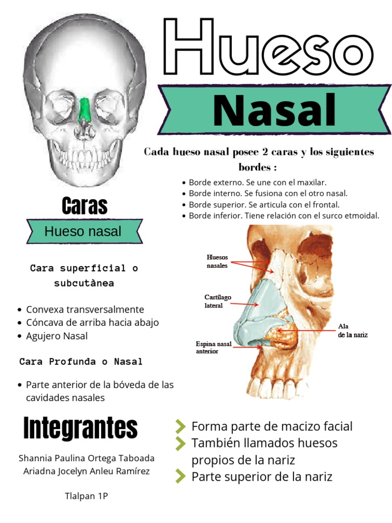 Anatomía de la nariz vector médico diagrama de ilustración . Vector de  stock por ©VectorMine 185095730, image size:768x1024