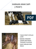 Pemeliharaan Anak Sapi