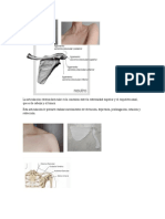 Anatomia