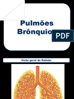 09_Pulmões_tubos_bronquiais