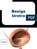 20 Bexiga Uretra