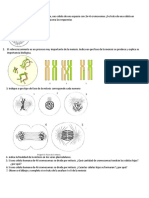 Taller de Mitosis y Meiosis