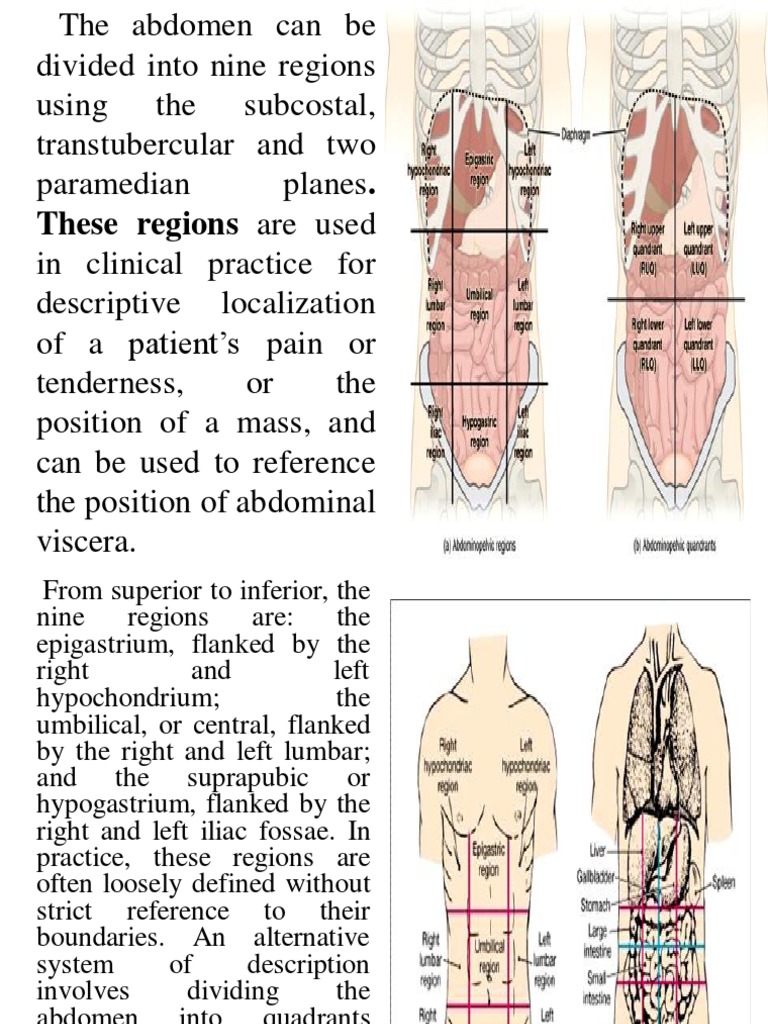 Abdomen Muscles | PDF | Abdomen | Soft Tissue