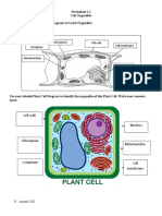 Worksheet 1.1 Cell Organelle