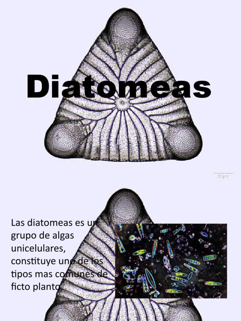 Diatomeas | PDF | Organismos | Naturaleza