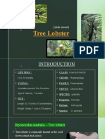 Tree Lobster Eng