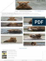 Wet Bear Stock Photo - Download Image Now - Istock