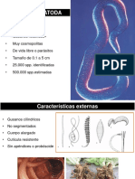 Phylum Nematoda