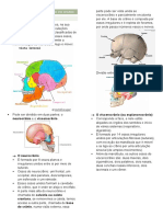 Anatomia dos ossos do crânio