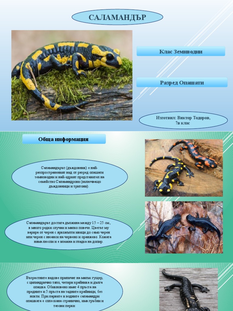 Саламандър | PDF