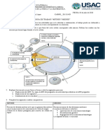 Guia de Trabajo Mitosis y Meiosis